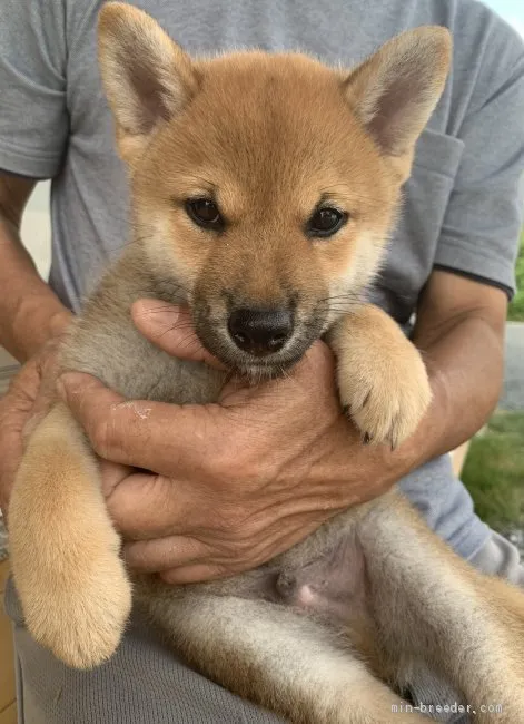 ヒロ＆サブ 様のお迎えした子犬