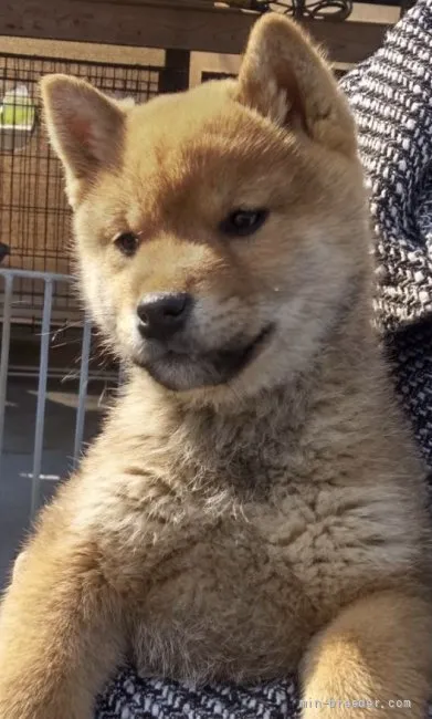 柴犬(標準サイズ)【愛媛県・男の子・2021年11月10日・赤】の写真1