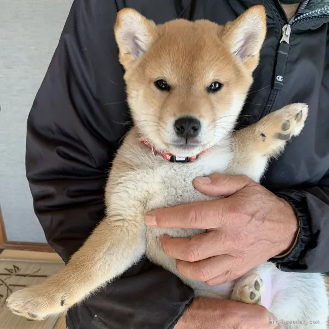 はち 様のお迎えした子犬