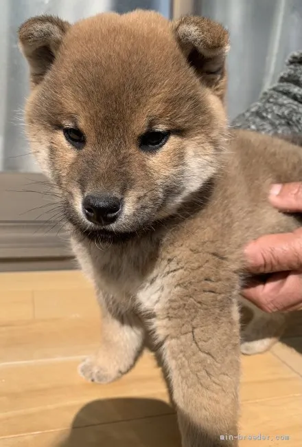 K 様のお迎えした子犬