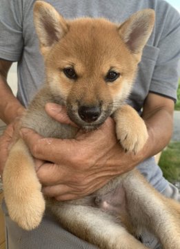 柴犬(標準サイズ)【愛媛県・男の子・2020年7月15日・赤】の写真「人懐っこい男の子」