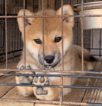 柴犬(標準サイズ)【愛媛県・女の子・2020年7月15日・赤】の写真「目が綺麗な人懐っこい女の子」