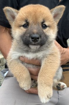 柴犬(標準サイズ)【愛媛県・女の子・2021年8月8日・赤】の写真「目がくりっとしたメスらしいお顔の子」