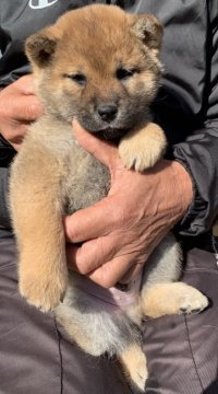 柴犬(標準サイズ)【愛媛県・男の子・2020年11月30日・赤】の写真「人懐っこい男の子」