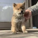 柴犬(標準サイズ)【愛媛県・男の子・2021年11月10日・赤】の写真2