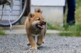 柴犬(標準サイズ)【愛媛県・男の子・2021年8月8日・赤】の写真4