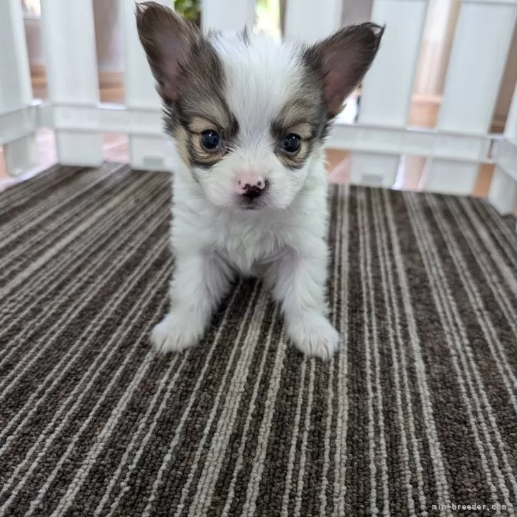 toku 様のお迎えした子犬