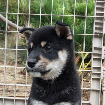 柴犬(標準サイズ)【兵庫県・男の子・2024年10月4日・黒】の写真「精悍な顔になってきました。明るい性格です。」