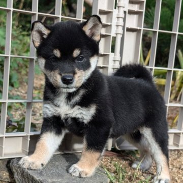 柴犬(標準サイズ)【兵庫県・男の子・2024年10月4日・黒】の写真「少し小さめで可愛いです。」