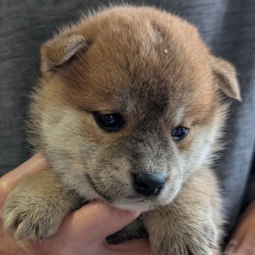 柴犬(標準サイズ)【兵庫県・女の子・2024年11月19日・赤】の写真「たぬき顔の可愛い女の子です」