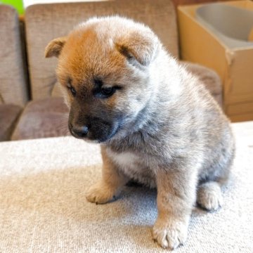 柴犬(標準サイズ)【兵庫県・男の子・2025年3月6日・赤】の写真「元気、迫力があります。男の子」