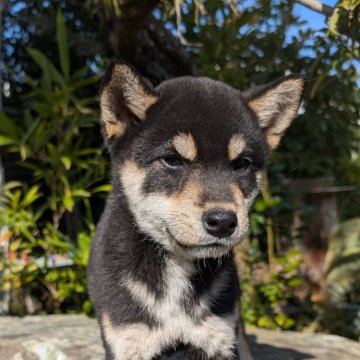 柴犬(標準サイズ)【兵庫県・男の子・2024年10月4日・黒】の写真「小さめで可愛いです。目の輝きは凄いです。」