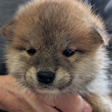 柴犬(標準サイズ)【兵庫県・男の子・2024年11月26日・赤】の写真「たぬき顔の可愛い男の子」