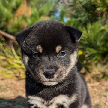 柴犬(標準サイズ)【兵庫県・男の子・2024年10月4日・黒】の写真「可愛い男の子です。」