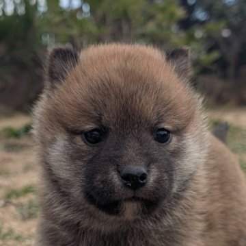 柴犬(標準サイズ)【兵庫県・女の子・2024年11月26日・赤】の写真「可愛い女の子です。」