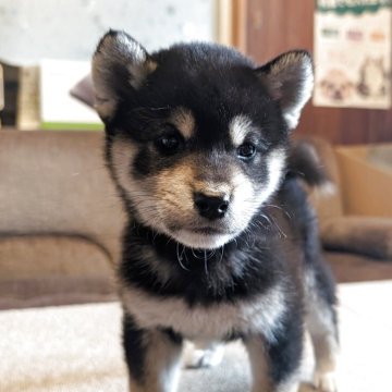 柴犬(標準サイズ)【兵庫県・男の子・2025年2月9日・黒】の写真「男らしい柴犬です。」