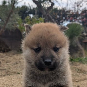 柴犬(標準サイズ)【兵庫県・男の子・2024年11月26日・赤】の写真「きりっとした顔つきです。」