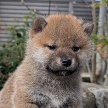 柴犬(標準サイズ)【兵庫県・男の子・2024年11月26日・赤】の写真「骨格のしっかりした男の子です。」