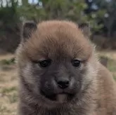 柴犬(標準サイズ)【兵庫県・女の子・2024年11月26日・赤】の写真1