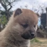 柴犬(標準サイズ)【兵庫県・男の子・2024年11月26日・赤】の写真3