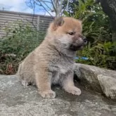 柴犬(標準サイズ)【兵庫県・男の子・2024年11月26日・赤】の写真4