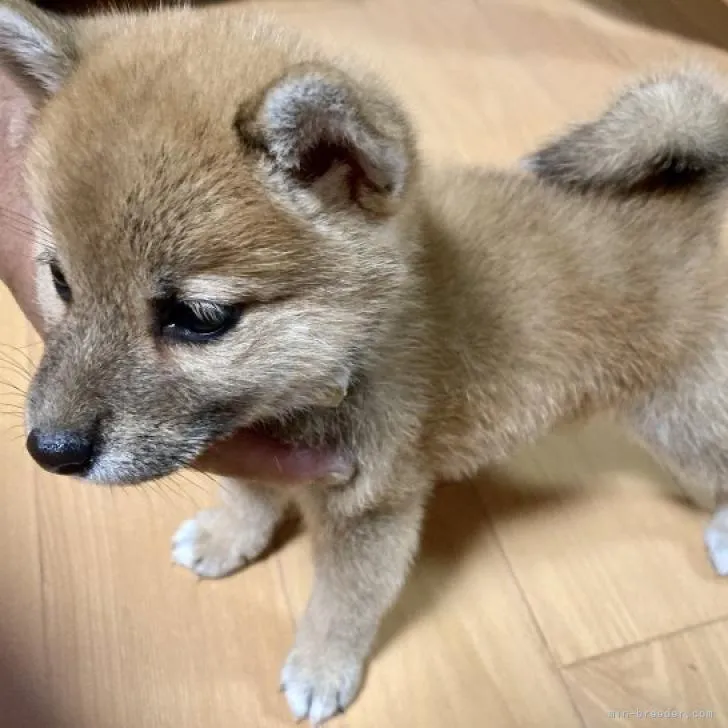 柴犬(標準サイズ)【兵庫県・女の子・2022年5月18日・赤】の写真1「7月3日　撮影」