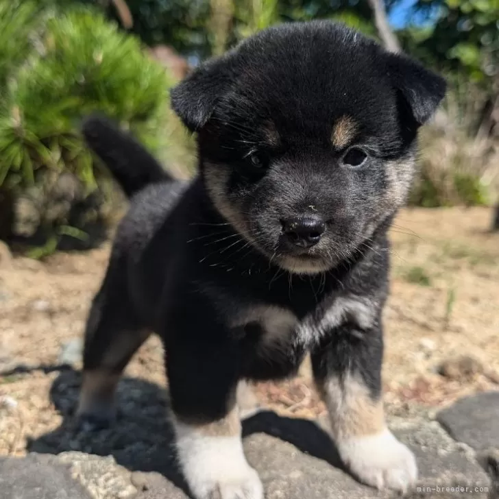 Y.N 様のお迎えした子犬