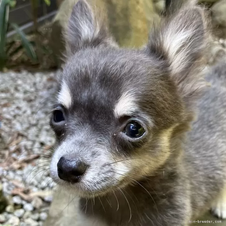 K.K 様のお迎えした子犬