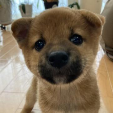 柴犬(標準サイズ)【兵庫県・女の子・2022年6月27日・赤】の写真「目が大きめ、美犬です。優良血統」