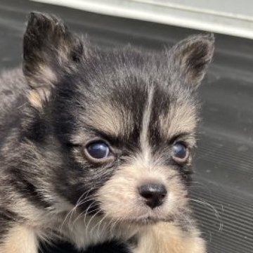 父犬 チワワ 母犬 パピヨン【兵庫県・男の子・2023年3月1日・トライ】の写真「チワワに近い元気な男の子」