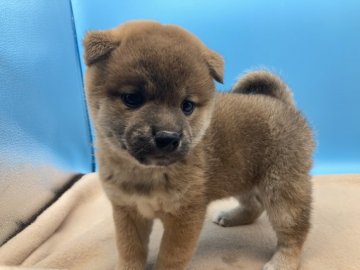 柴犬(標準サイズ)【兵庫県・男の子・2021年12月3日・赤】の写真「毛質、性格も良く可愛らしい男の子です。」