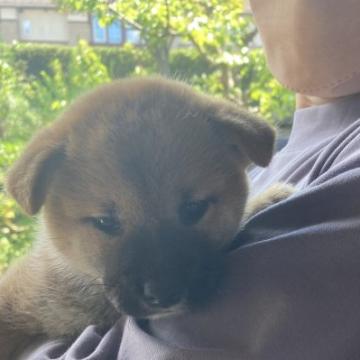 柴犬(標準サイズ)【兵庫県・女の子・2022年6月27日・赤】の写真「目がキリリとした美人顔です。」