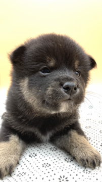 柴犬(標準サイズ)【兵庫県・男の子・2021年11月30日・黒】の写真「元気で愛嬌があり、かわいい💕男の子です。」