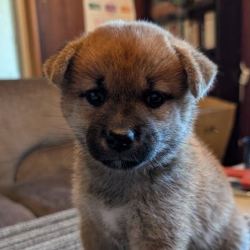 柴犬(標準サイズ)【兵庫県・女の子・2024年7月8日・赤】の写真「骨量もあり可愛い女の子です。」