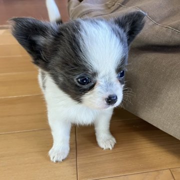 チワワ(ロング)【兵庫県・女の子・2024年3月30日・ブルータンホワイト】の写真「小さく綺麗な女の子です。」