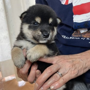 柴犬(標準サイズ)【兵庫県・男の子・2023年8月10日・黒】の写真「精悍な顔です。」