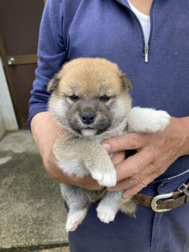 柴犬(標準サイズ)【兵庫県・男の子・2022年3月29日・赤】の写真「元気で目が魅力的なワンチャンです。」