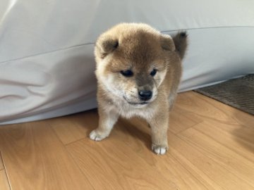 柴犬(標準サイズ)【兵庫県・女の子・2021年9月12日・赤】の写真「女の子らしい柴犬、目力があります。」