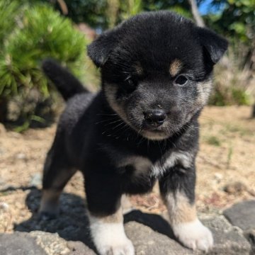 柴犬(豆柴)【兵庫県・女の子・2024年9月8日・黒】の写真「黒豆柴☓黒柴犬（小さい）の子犬です。」