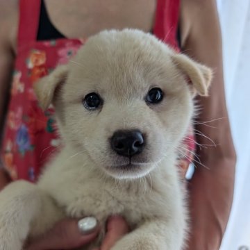 柴犬(標準サイズ)【兵庫県・女の子・2024年5月14日・白】の写真「可愛い白の女の子です。」