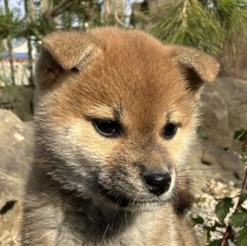 柴犬(標準サイズ)【兵庫県・女の子・2022年10月25日・赤】の写真「目の輝きを持った女の子です。」