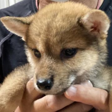 柴犬(標準サイズ)【兵庫県・女の子・2022年5月18日・赤】の写真「小さめなワンチャンで、目力があり美犬です。(小柴)」