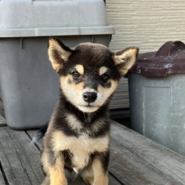 柴犬(標準サイズ)【兵庫県・男の子・2023年7月10日・黒】の写真「目がキリリとしたイケメンで小ぶりなワンチャンです。」