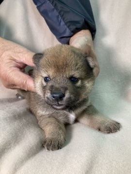 柴犬(標準サイズ)【兵庫県・女の子・2021年10月1日・赤 ⭐️かわいい女の子です。】の写真「少し小さめのかわいい女の子です。」