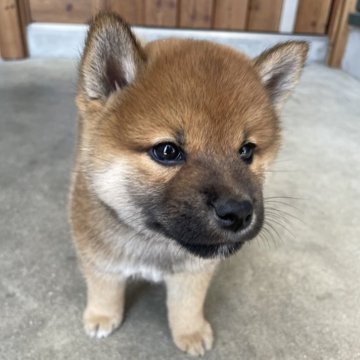 柴犬(標準サイズ)【兵庫県・男の子・2024年4月17日・赤】の写真「可愛い男の子です」