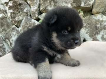 柴犬(標準サイズ)【兵庫県・女の子・2021年9月12日・黒 ⭐️可愛い女の子】の写真「おっとりとした性格です。」