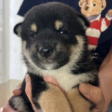 柴犬(標準サイズ)【兵庫県・男の子・2023年8月10日・黒】の写真「精悍な顔の男の子」