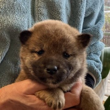 柴犬(標準サイズ)【兵庫県・女の子・2022年12月14日・赤】の写真「元気で可愛い女の子です。」