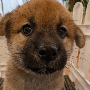 柴犬(標準サイズ)【兵庫県・男の子・2024年7月8日・赤】の写真「骨格もよく」