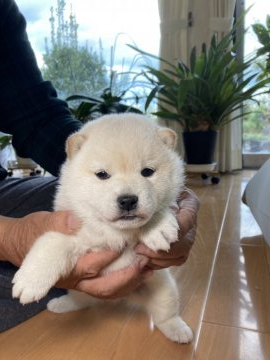 柴犬(標準サイズ)【兵庫県・女の子・2021年10月6日・白】の写真「鼻が黒く色素がしっかりしています。シロクマちゃん」